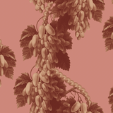 Metervara Pink pearl
